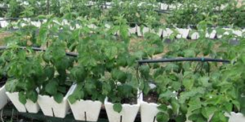 Výsadba malin na podzim v otevřeném terénu krok za krokem